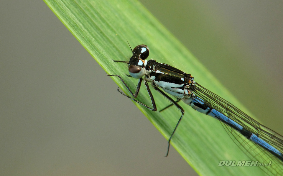 Variable Bluet (Male, Coenagrion pulchellum)